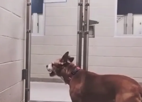 El mundo visto desde la perspectiva de un perro en una protectora o en una perrera