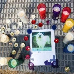 La policía de Zaragoza investiga la muerte de Lucky e …