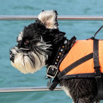 Los perros marineros expertos en localizar delfines (y en recibir …