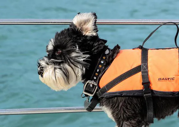 Los perros marineros expertos en localizar delfines (y en recibir mimos de los humanos)
