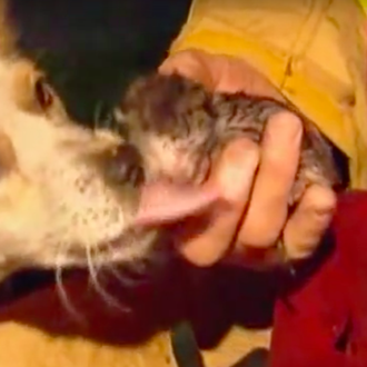 Un perro arriesga su vida para salvar a unos gatitos …