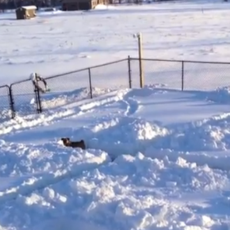 Pasatiempos felices en la nieve: los perros en sus laberintos