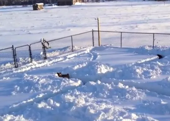 Pasatiempos felices en la nieve: los perros en sus laberintos