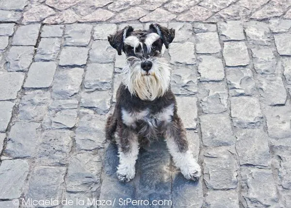 SrPerro con Zar, un Schnauzer mini elegante y simpático