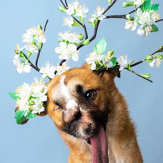 Sombreros solidarios y con mucho arte: bellos canes tocados con …
