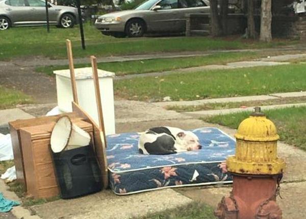 Un perro abandonado por su familia -como si fuera basura- logra ser rescatado 
