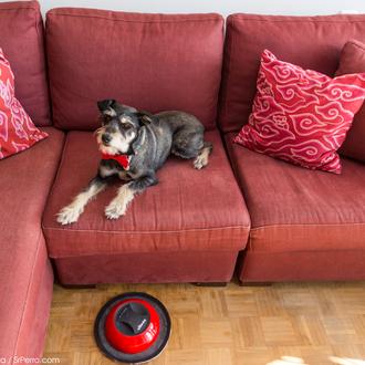 ¿Perro travieso = casa limpia? ¡Sí!, si participas en el concurso …