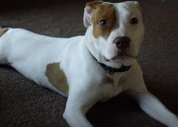 Ivor, el cachorrote sordo que pasó por cinco casas hasta que, por fin, encontró un hogar  