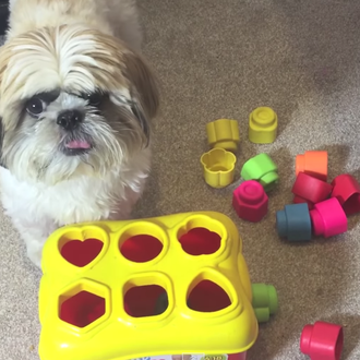 Cooper, un Shih Tzu de lo más listo, comparte sus …