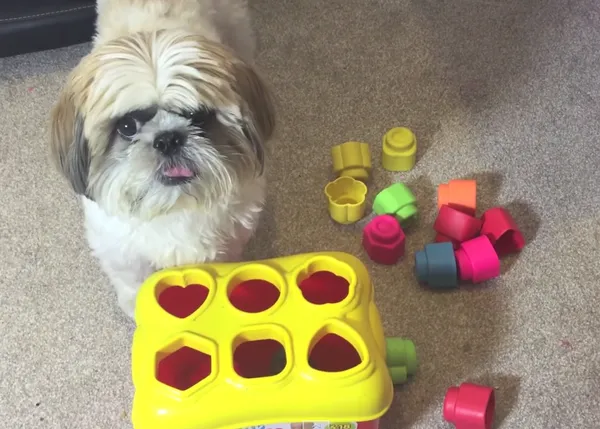 Cooper, un Shih Tzu de lo más listo, comparte sus trucos con salero (y lengua)