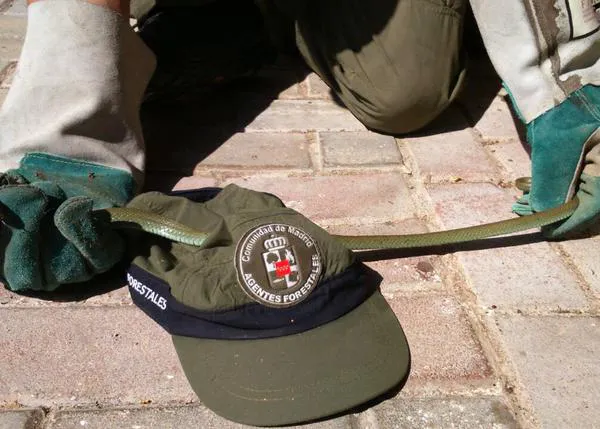 El peligro real de las serpientes y víboras para los perros en los paseos de verano