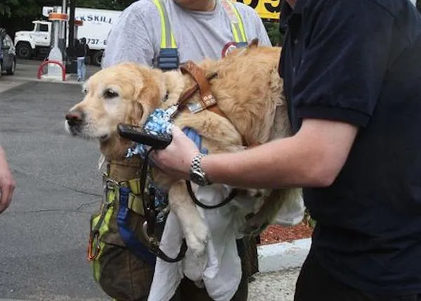 Figo, el héroe canino: un perro guía salva a su dueña, ciega, de un atropello