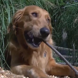 Un perro se escapa de casa ¡para ir a ver …
