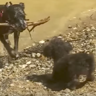 Un Schnauzer mini muere tras jugar hora y media en …