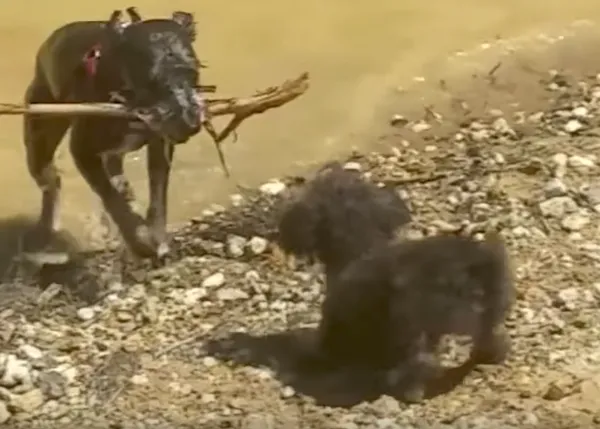 Un Schnauzer mini muere tras jugar hora y media en un lago: ojo con la intoxicación por agua