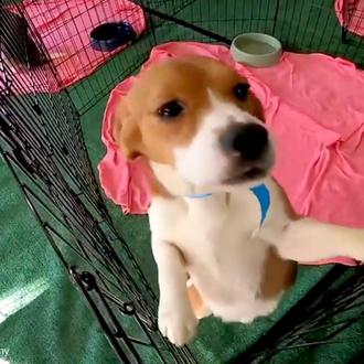 (Algunos) perros de laboratorio no están solos: tras una década …