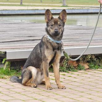 Denuncian el robo de un perro en San Martín de …