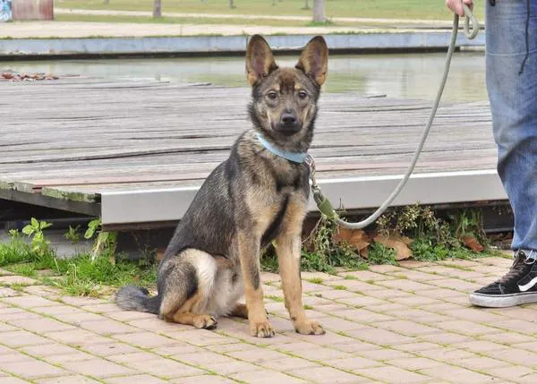 Denuncian el robo de un perro en San Martín de la Vega: dieron una paliza a su dueño y se lo llevaron