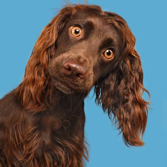 Elke Vogelsang, la fotógrafa de la perronalidad: retratos caninos llenos …