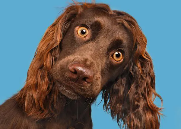 Elke Vogelsang, la fotógrafa de la perronalidad: retratos caninos llenos de humor, amor por los perros y energía positiva