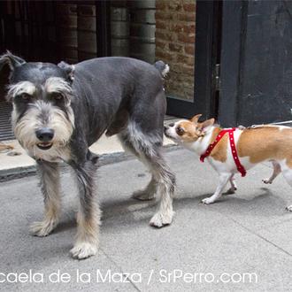 La Dama y el Vagabundo, revisitado: las amistades de Colega …