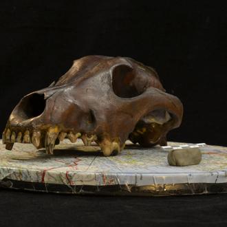 La diversidad que caracteriza a los perros se originó mucho …