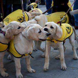 Los perros de asistencia podrán entrar en transportes y todos …
