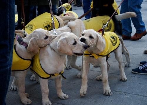 Los perros de asistencia podrán entrar en transportes y todos los espacios públicos en Madrid
