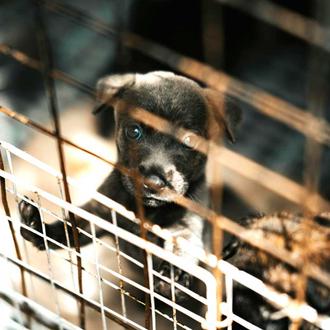 Muchas menos esterilizaciones y veterinarios, la preocupante realidad que afecta …