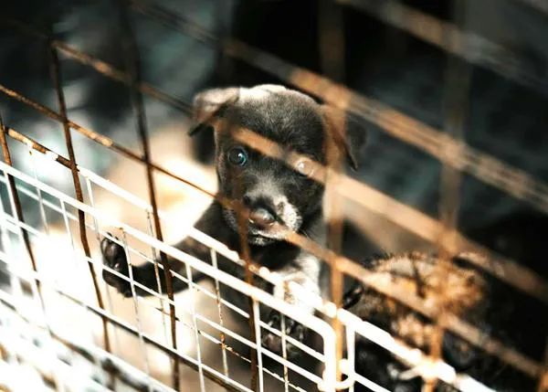 Muchas menos esterilizaciones y veterinarios, la preocupante realidad que afecta a las protectoras de animales en EEUU