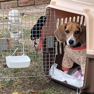 Nuevo rescate de Beagles de laboratorio... en EEUU (mientras en …
