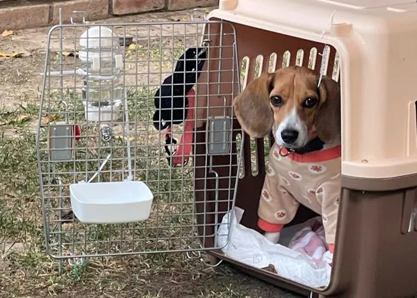 Nuevo rescate de Beagles de laboratorio... en EEUU (mientras en España, en Vivotecnia, experimentan con 38 cachorros)