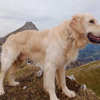 Piden ayuda y drones para seguir buscando a Kona, el …