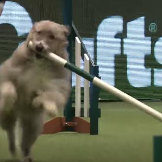 Lecciones de vida en versión agility: lo importante es ¿participar …