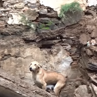 Una perra cuyos cachorros habían quedado atrapados bajo escombros ayuda …