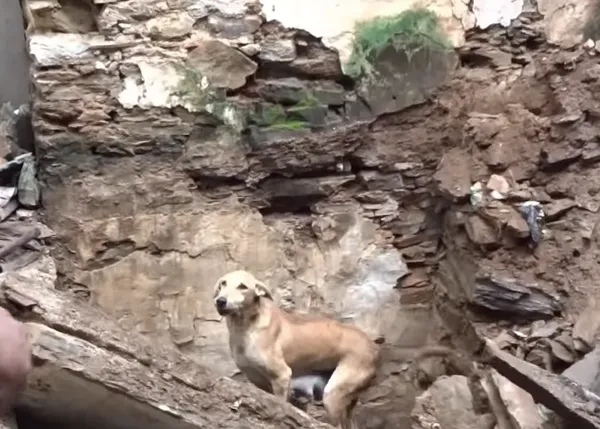 Una perra cuyos cachorros habían quedado atrapados bajo escombros ayuda a escarbar hasta dar con ellos