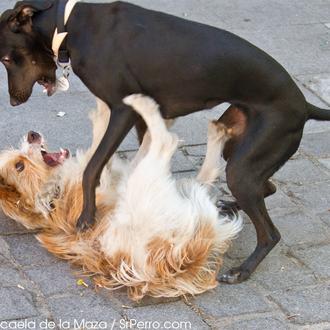 Puntos de encuentro perrunos en Madrid: La Plaza del Conde …