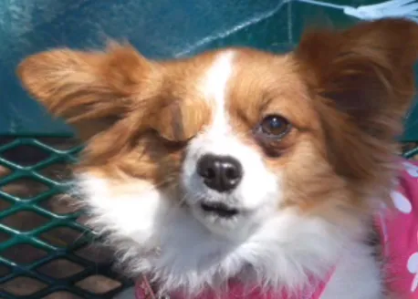 El homenaje póstumo más friki: perros que hablan y perros que cantan, en vídeo