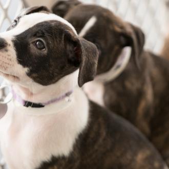 Prohibida la venta de perros, gatos o conejos (que no …
