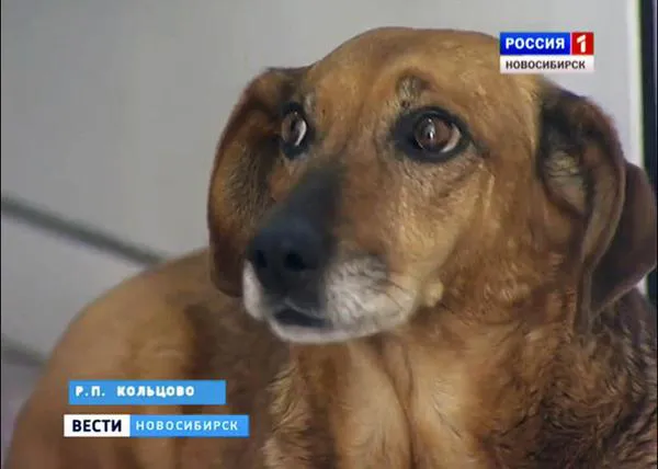 La Hachiko rusa: una perra espera en vano a su humano, desde hace más de un año