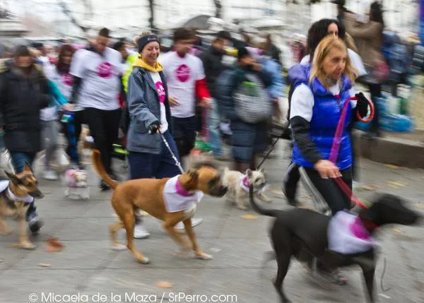 San Perrestre 2012: fotos de la carrera más solidaria y divertida