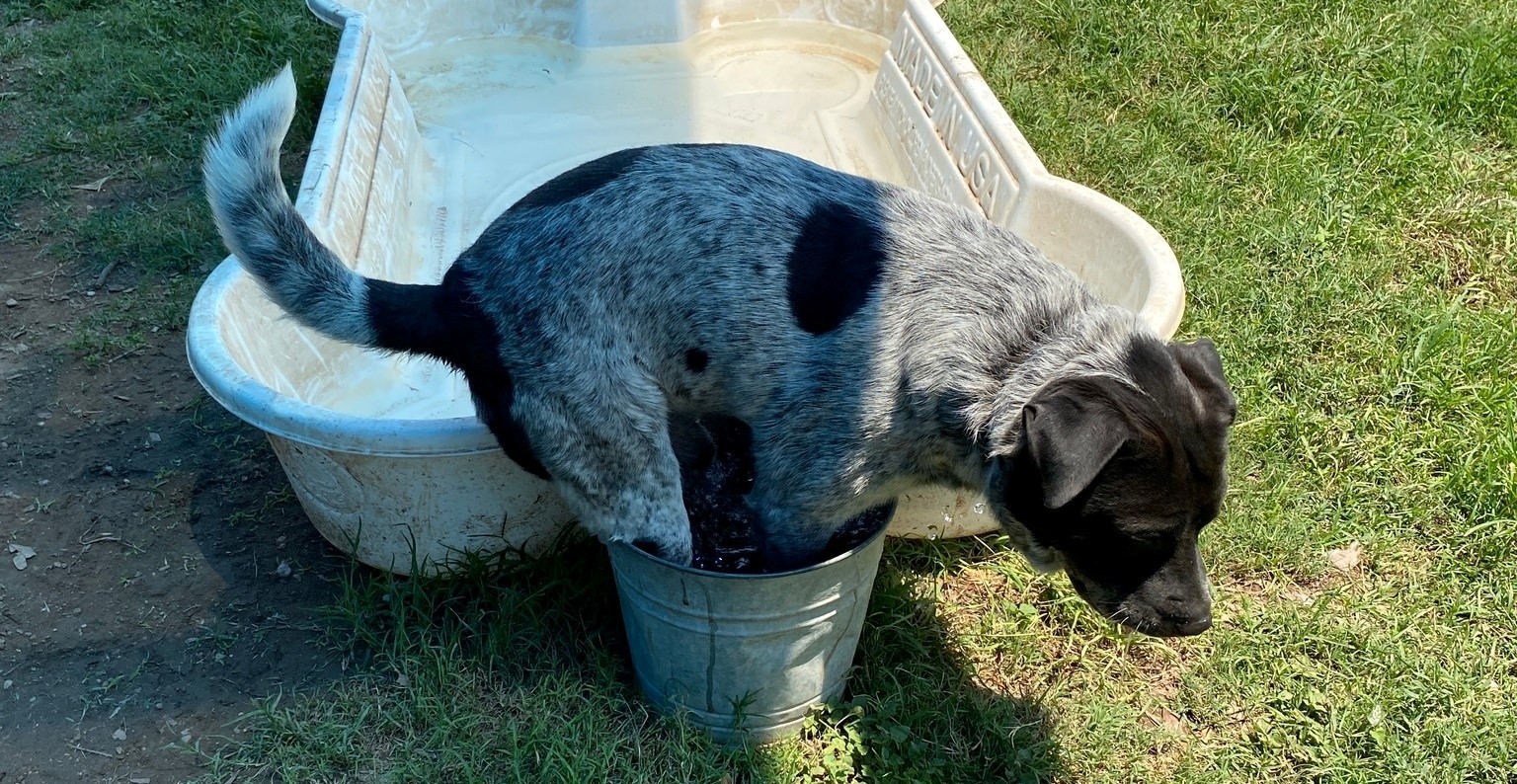 Oca Loca - La piscina para perros está hecha de material