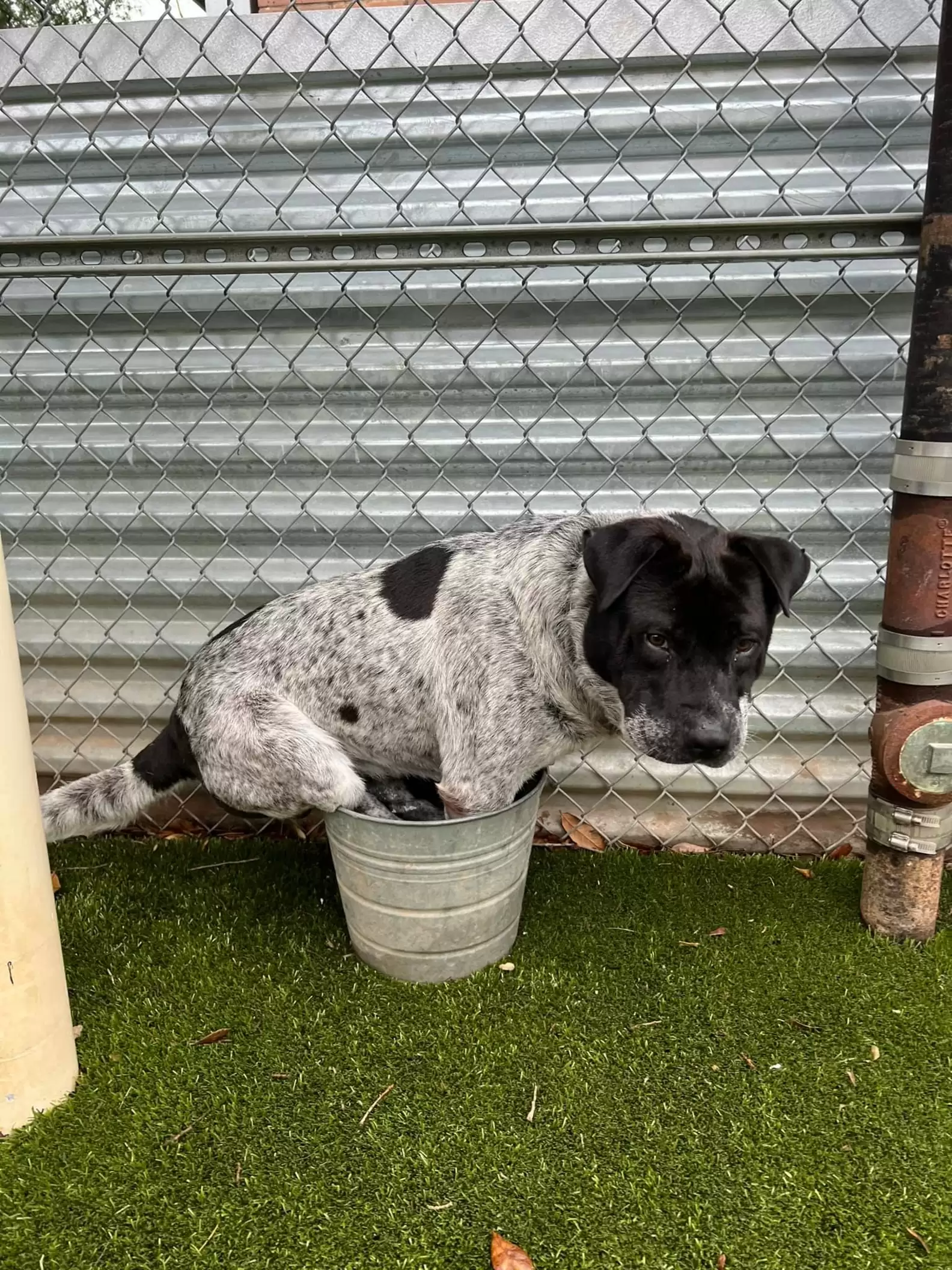 Oca Loca - La piscina para perros está hecha de material