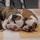 Bully  Bulldog